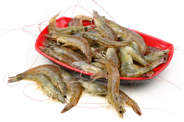 shrimp