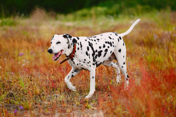 dalmatian