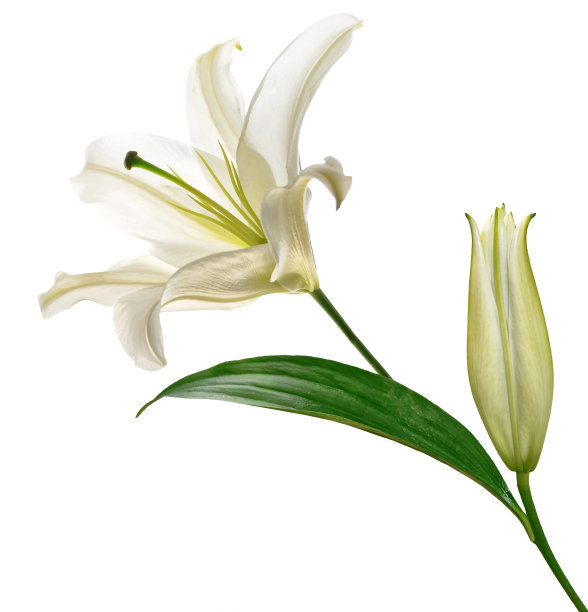 lilium