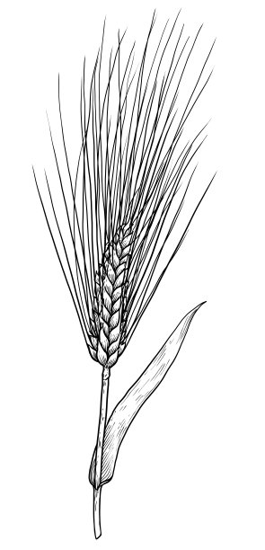 艺术麦穗矢量
