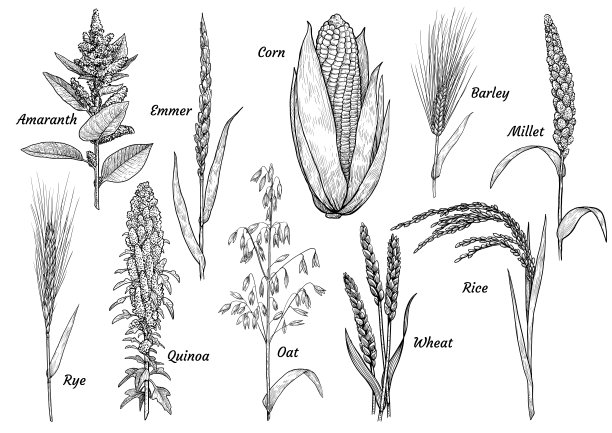 quinoa