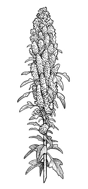 quinoa