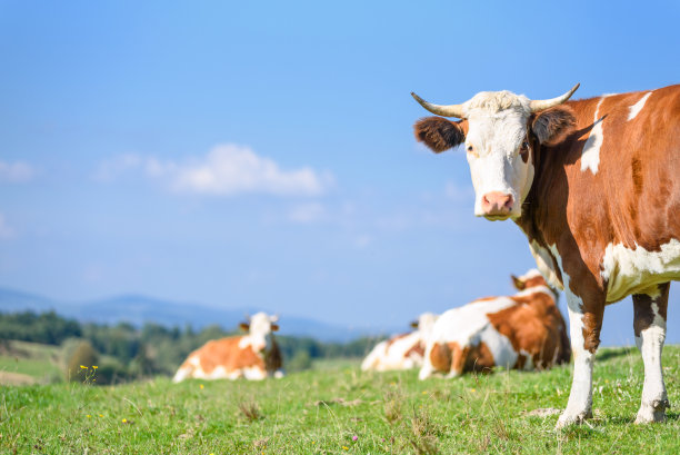 dairy