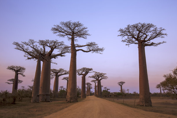 baobab
