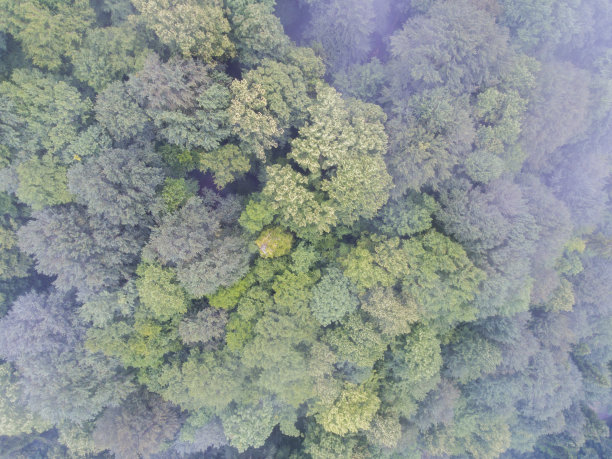 雾中雨林