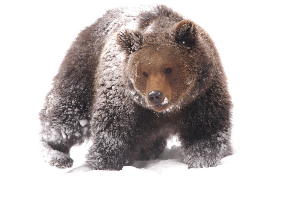 ursus
