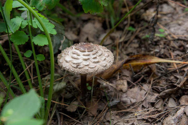 雨伞小蘑菇