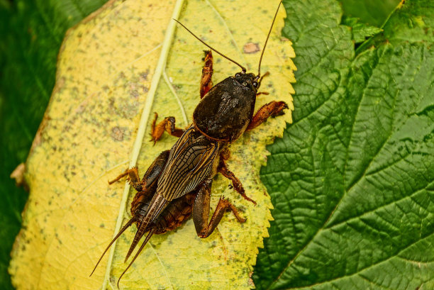 beetles