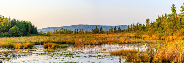 wetland