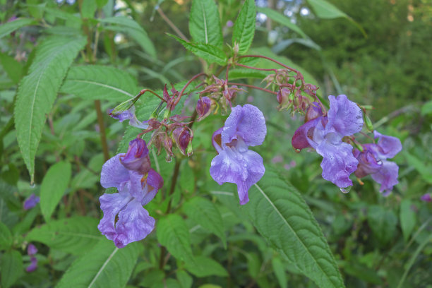 观赏宝石草