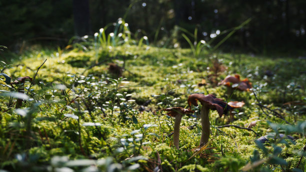 mushroom
