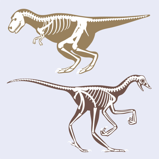 恐龙化石,恐龙骨骼化石,恐龙