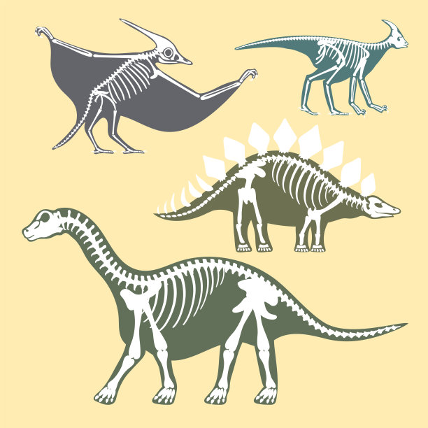 动物头骨骨骼化石