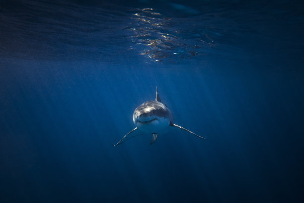 shark