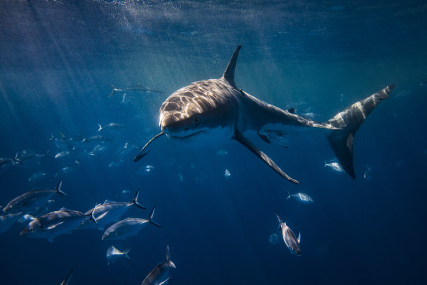 shark