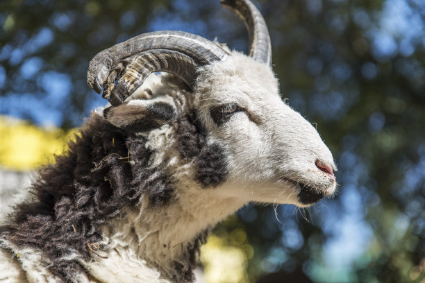sheep