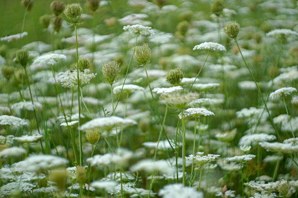 fennel