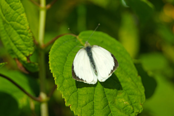pieris