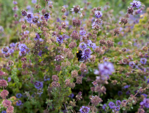 pollination