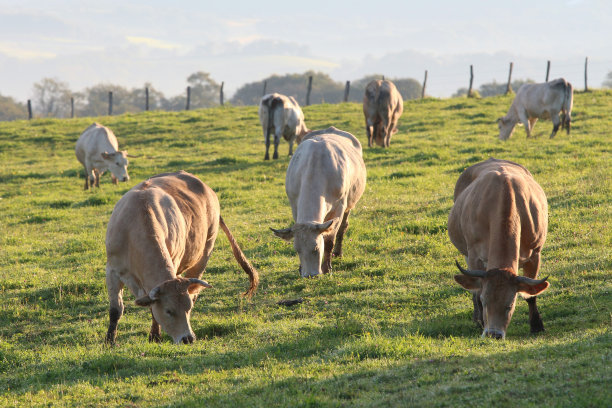 cow