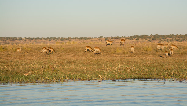 红驴羚