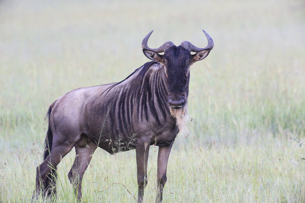 wildebeest