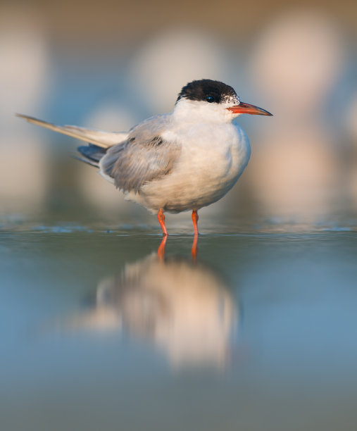 tern