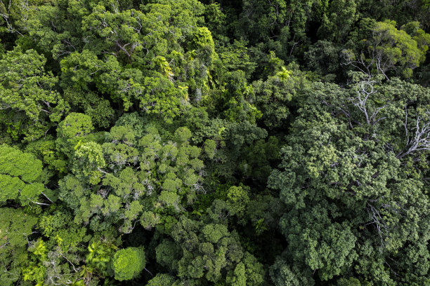澳洲凯恩斯热带雨林