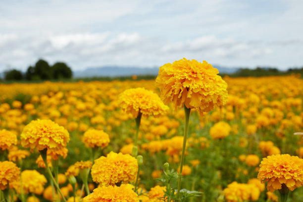 金菊花