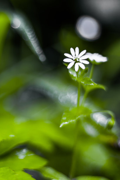 繁缕