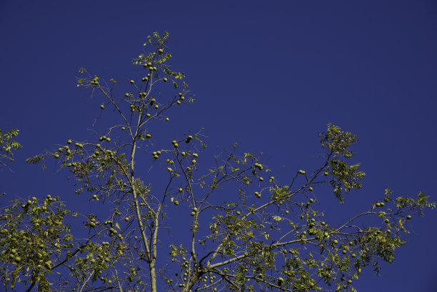 黑核桃树