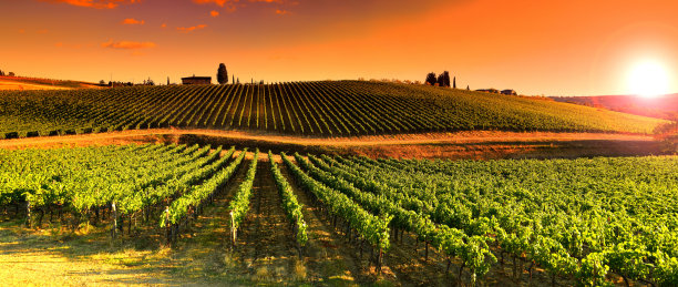 vineyard