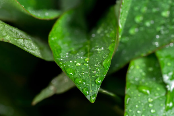 黑背景露水