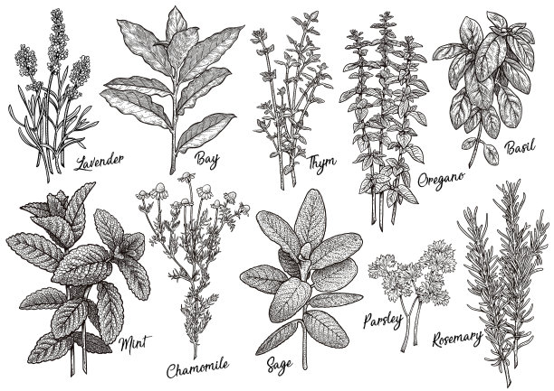 salvia
