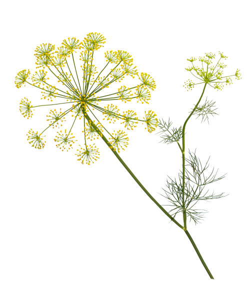 fennel