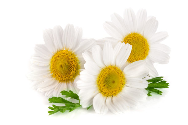 marguerite