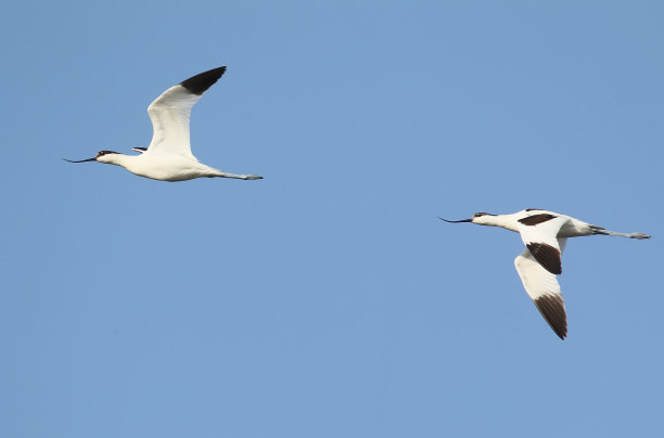 avocet