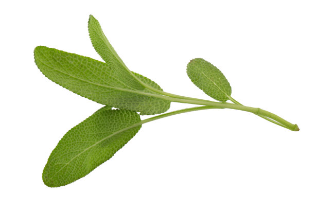 salvia