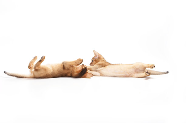 abyssinian猫
