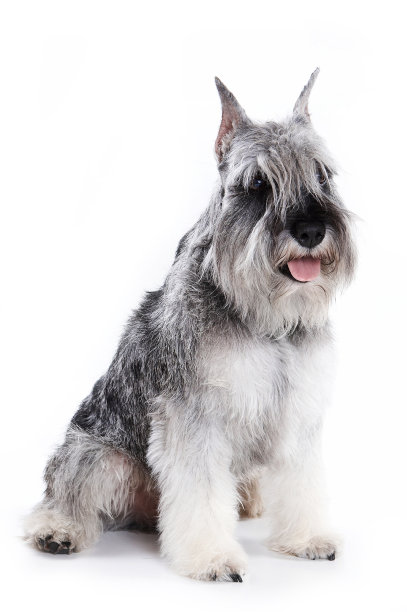 schnauzer