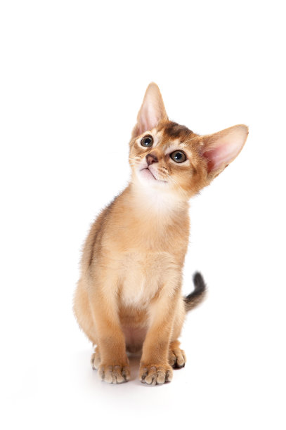 abyssinian猫