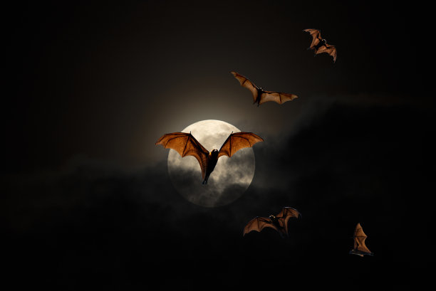 bat