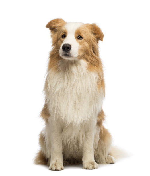 doggy