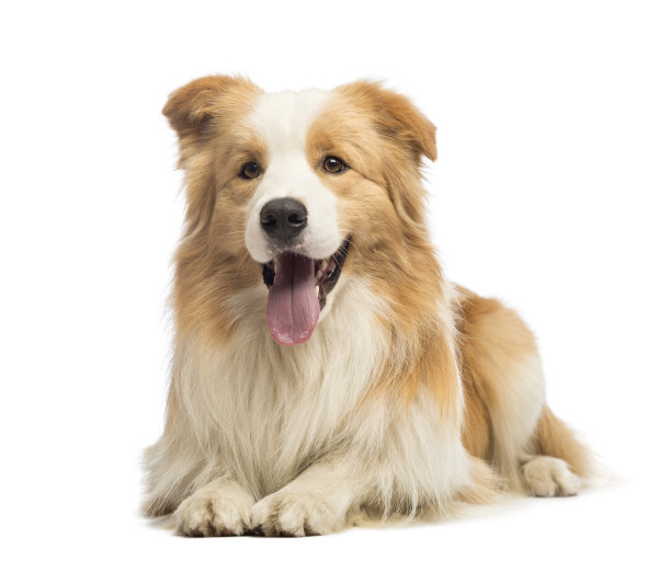 doggy
