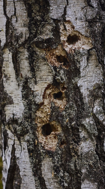 白桦树干啄木鸟树洞
