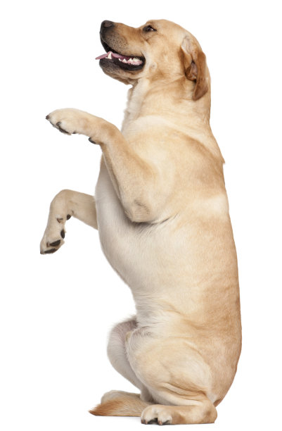 labrador