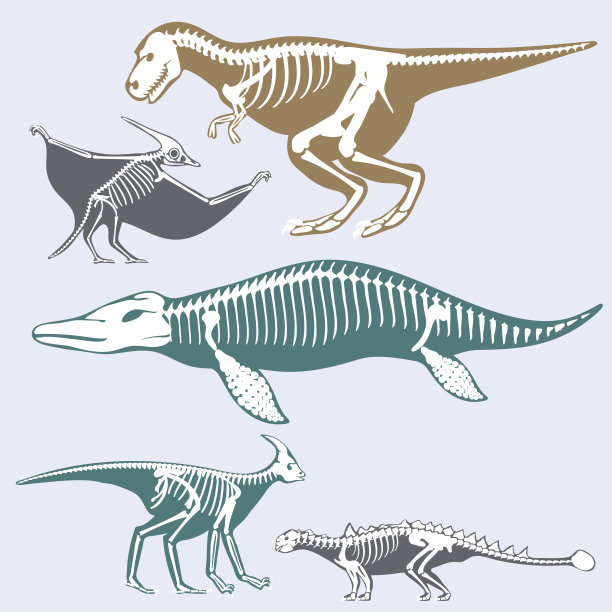 动物头骨骨骼化石