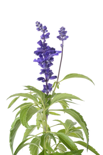sage