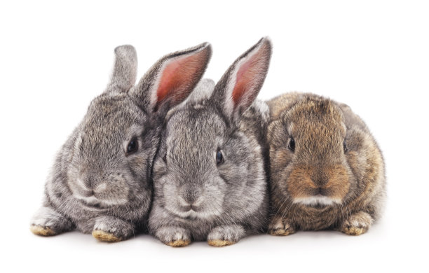 三只小兔子