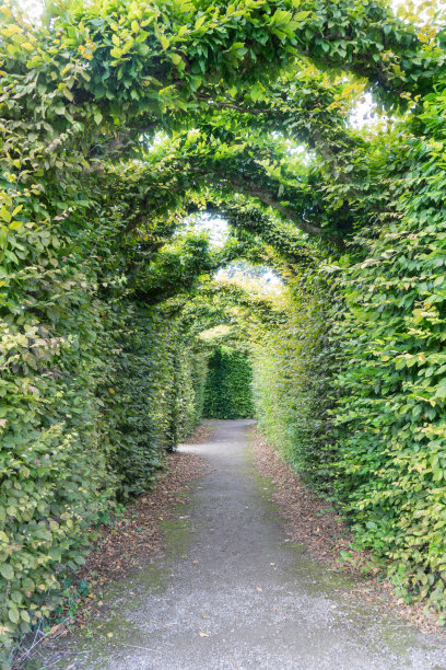 绿色林荫隧道